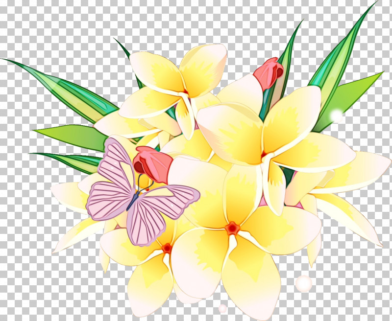 Frangipani Flower Petal Plant Anthurium PNG, Clipart, Anthurium, Bouquet, Cut Flowers, Flower, Flower Bouquet Free PNG Download