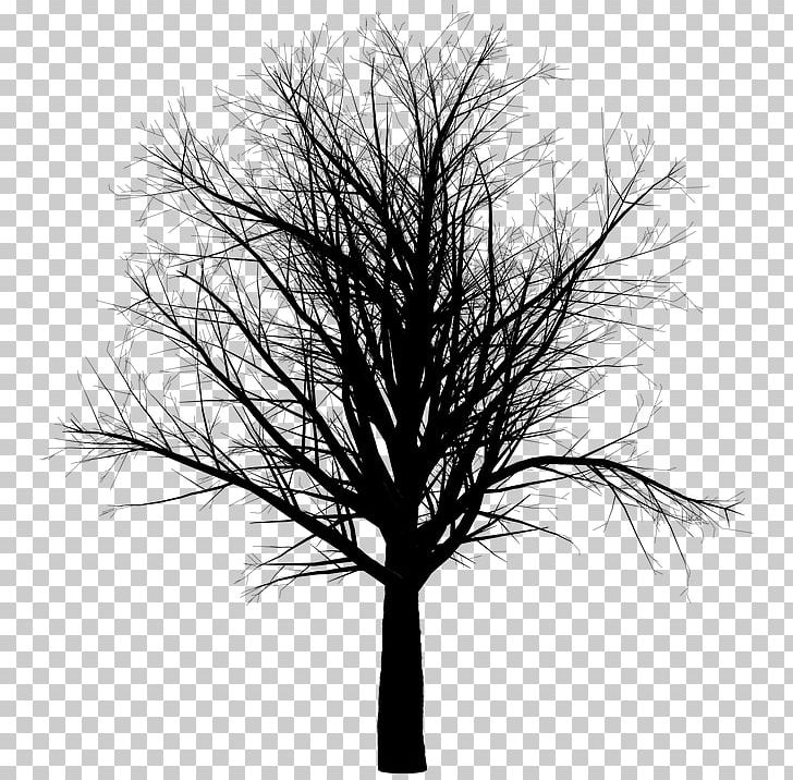 Branch Tree Trunk PNG, Clipart, Arecaceae, Black And White, Branch, Grass, Monochrome Free PNG Download