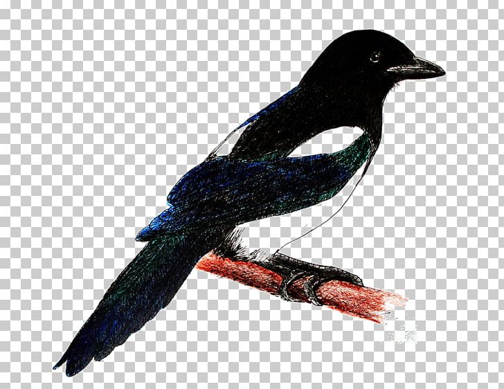 Eurasian Magpie Bird New Caledonian Crow PNG, Clipart, Animals, Beak, Bird, Crow, Crow Like Bird Free PNG Download