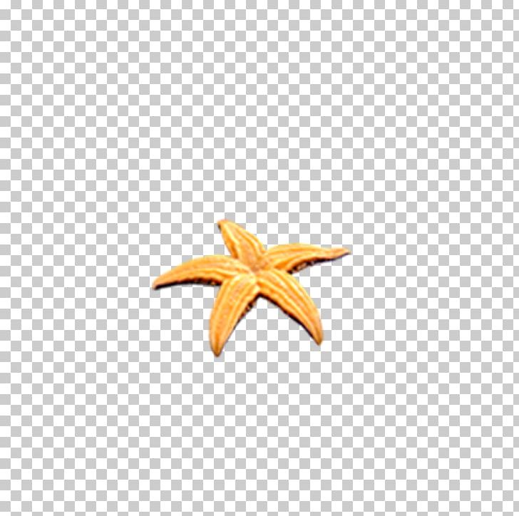 Starfish Pattern PNG, Clipart, Animals, Beautiful Starfish, Cartoon Starfish, Echinoderm, Element Free PNG Download