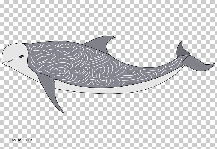 Tucuxi Porpoise Risso's Dolphin PNG, Clipart,  Free PNG Download