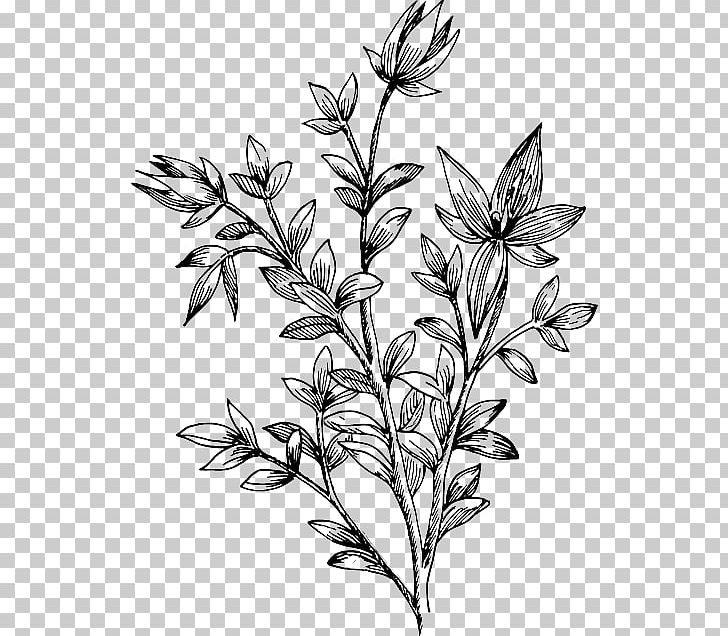 Bee PNG, Clipart, Bee, Black And White, Botanical Illustration, Botany, Branch Free PNG Download