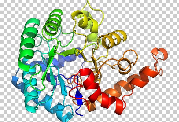 CGMP-specific Phosphodiesterase Type 5 Fosfodiesterasa 5 Cyclic Guanosine Monophosphate Enzyme PNG, Clipart, Adenosine Monophosphate, B 92, C 1, Catalysis, Enzyme Free PNG Download