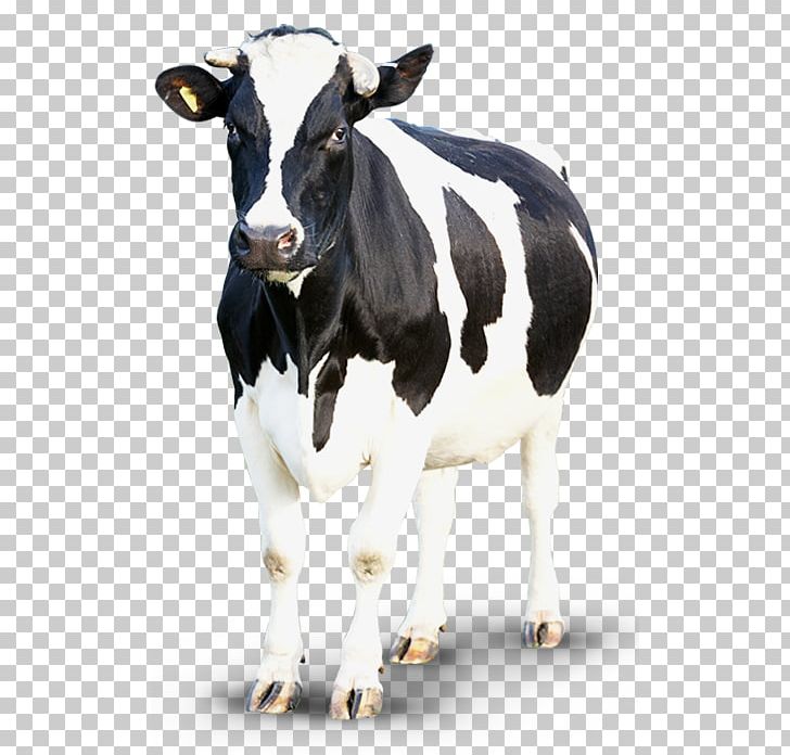 Dairy Cattle Calf Taurine Cattle Goat Sheep PNG, Clipart, Animal Husbandry, Animals, Bovinicoltura, Calf, Cattle Free PNG Download