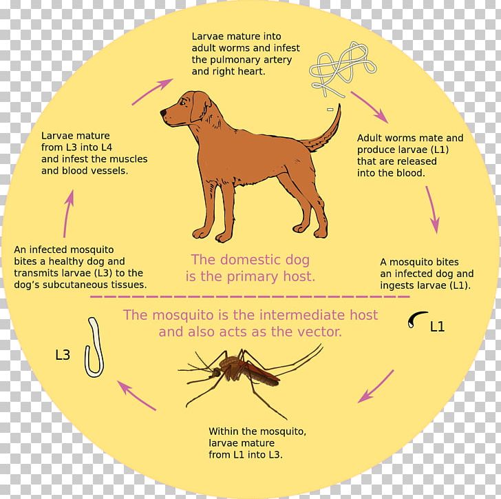 Dog Heartworm Mosquito Biological Life Cycle PNG, Clipart, Animals, Biological Life Cycle, Carnivoran, Dirofilariasis, Disease Free PNG Download