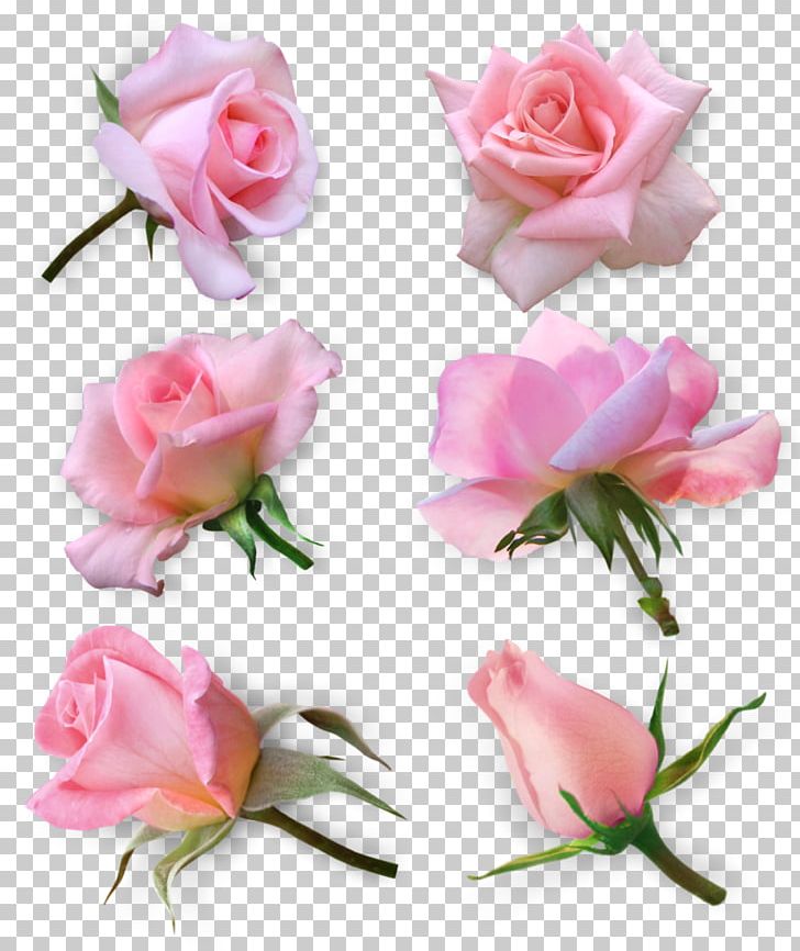 Garden Roses Cabbage Rose Floribunda Cut Flowers PNG, Clipart, Aiguille, Artificial Flower, Cut Flowers, Floral Design, Floribunda Free PNG Download