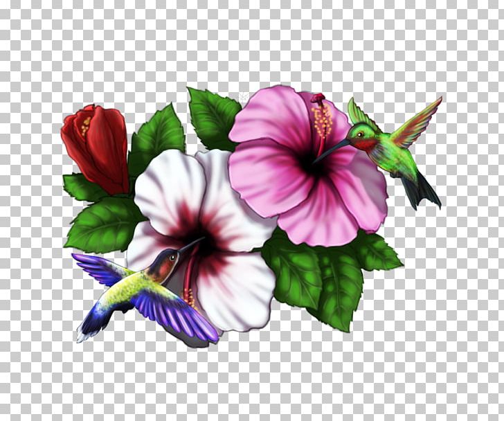 Hibiscus Hummingbird Drawing Pinterest PNG, Clipart, Drawing, Flower, Flowering Plant, Herbaceous Plant, Hibiscus Free PNG Download
