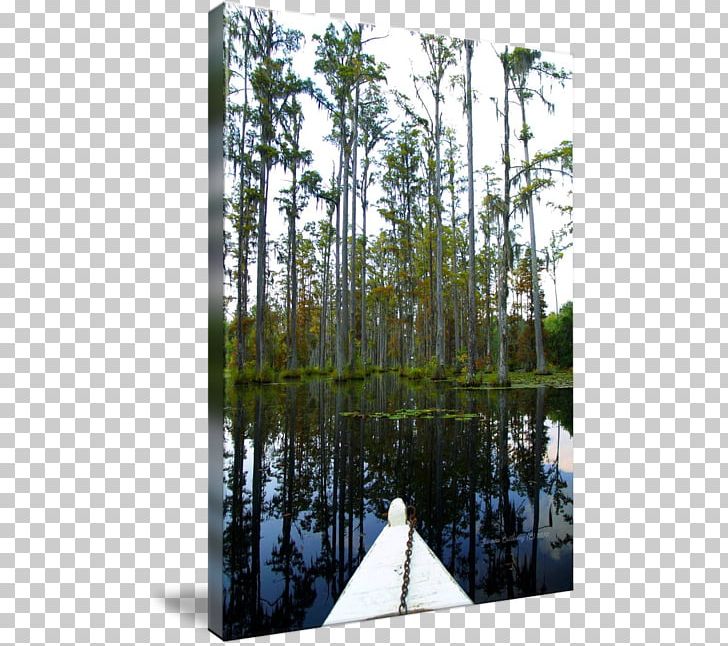 Swamp Tree Forest Garden Work Of Art PNG, Clipart, Bald Cypress, Bayou, Biome, Conifers, Ecosystem Free PNG Download