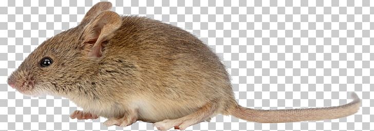 Brown Rat House Mouse Rodent Black Rat Pest Control PNG, Clipart, Animal, Animal Figure, Black Rat, Brown Rat, Degu Free PNG Download