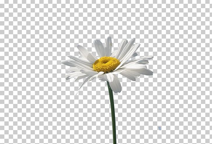 Common Daisy Oxeye Daisy Chamomile Flower PNG, Clipart, Aster, Chamaemelum, Chamomile, Computer Wallpaper, Daisy Family Free PNG Download