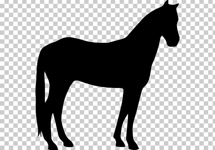 Criollo Horse Arabian Horse American Paint Horse American Quarter Horse Howrse PNG, Clipart, Black, Black And White, Grass, Horse, Horse Supplies Free PNG Download