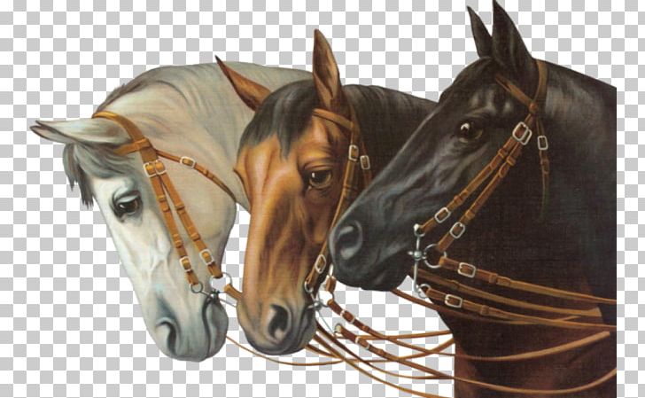 Horse Bridle PNG, Clipart, Animal, Animals, Animation, At Resimleri, Beyaz Free PNG Download