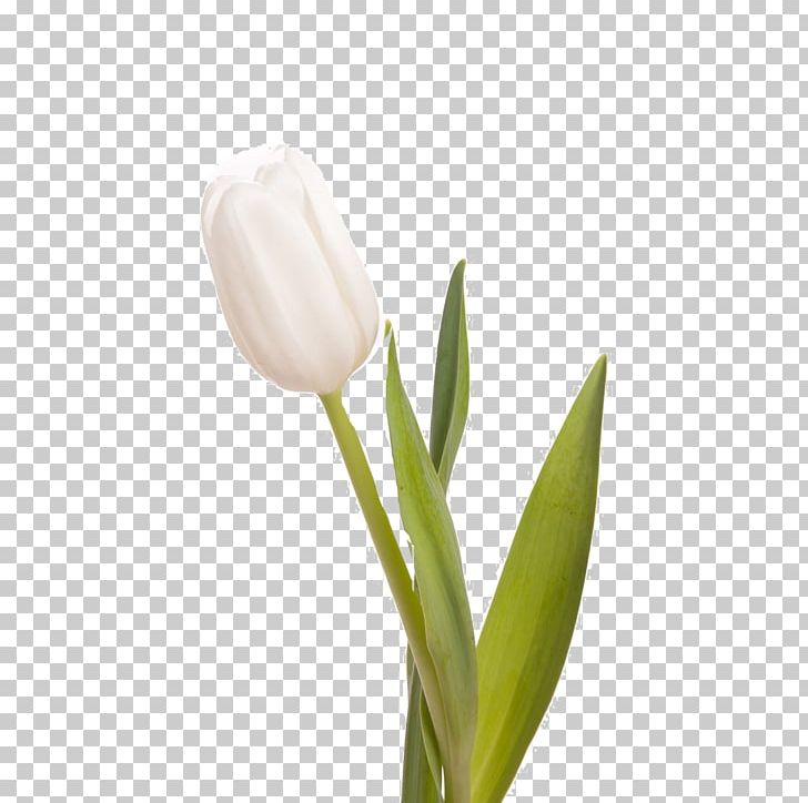 Indira Gandhi Memorial Tulip Garden Flower Bouquet White PNG, Clipart, Blue, Bud, Cut Flowers, Desktop Wallpaper, Flower Free PNG Download