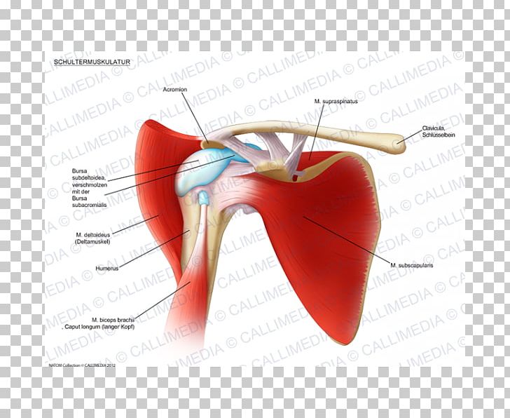 Adhesive Capsulitis Of Shoulder Periartrite Scapolo-omerale Synovial Bursa Periarthritis PNG, Clipart, Adhesive Capsulitis Of Shoulder, Anatomy, Biceps, Calcific Tendinitis, Heart Free PNG Download