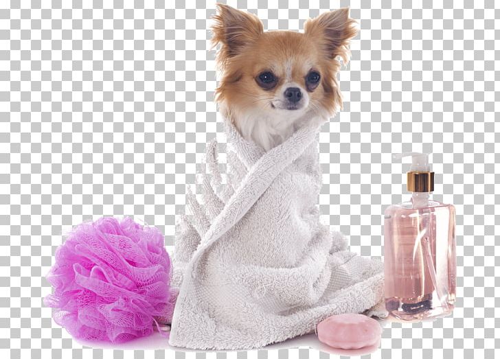 Dog Grooming Pet Sitting Cat PNG, Clipart, Animals, Carnivoran, Chihuahua, Coat, Companion Dog Free PNG Download