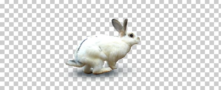 Domestic Rabbit White Rabbit European Rabbit Hare PNG, Clipart, Animal, Animal Bunny, Animals, Bunny, Cartoon Rabbit Free PNG Download
