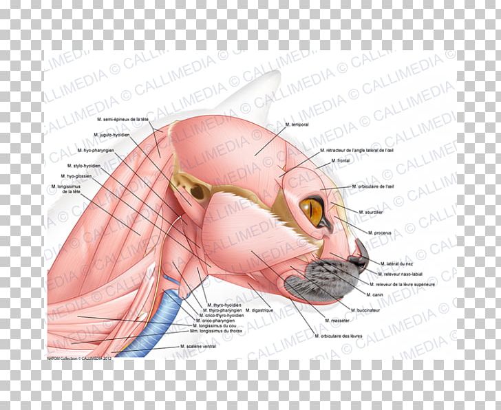 Ear Cat Ischiocavernosus Muscle Anatomy PNG, Clipart, Anatomy, Art, Atlas, Beak, Cat Free PNG Download