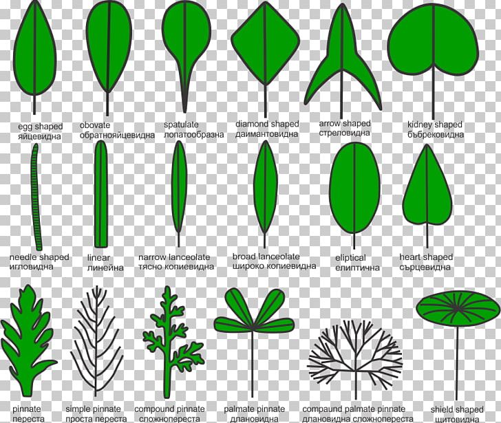 Leaf Plant Stem Grasses Aquatic Plants PNG, Clipart, Aquatic Plants, Area, Auglis, Commodity, Flora Free PNG Download