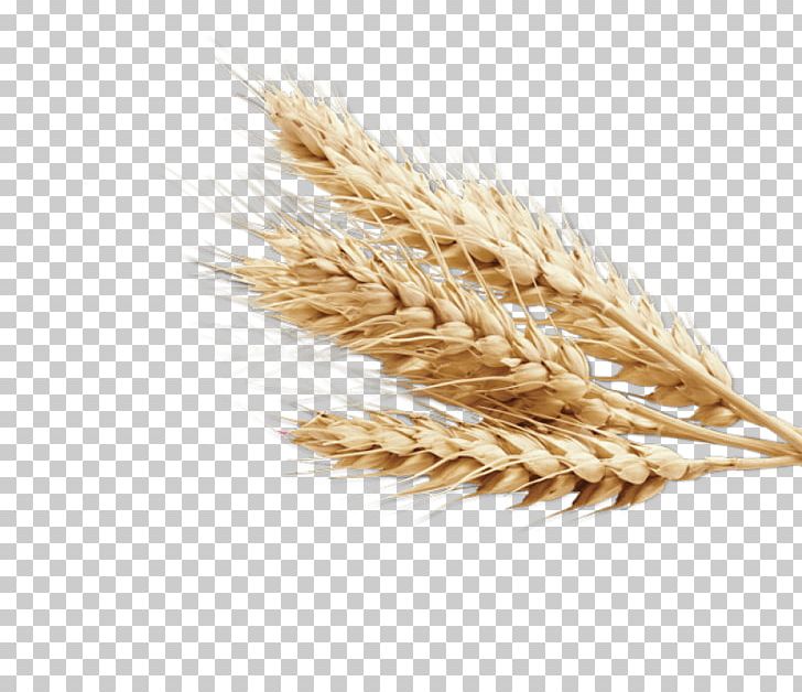 Rye Bread Cereal Grain Common Wheat PNG, Clipart, Avena, Background, Barley, Bread, Cereal Free PNG Download