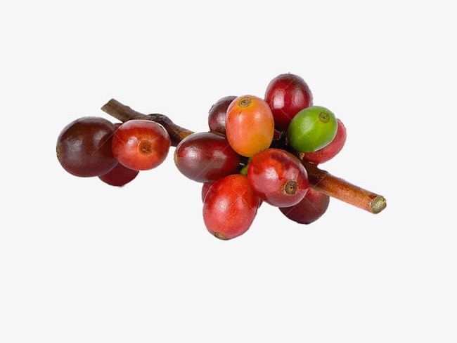 Coffee Tree Beans Material PNG, Clipart, Beans, Beans Clipart, Coffee, Coffee Beans, Coffee Clipart Free PNG Download