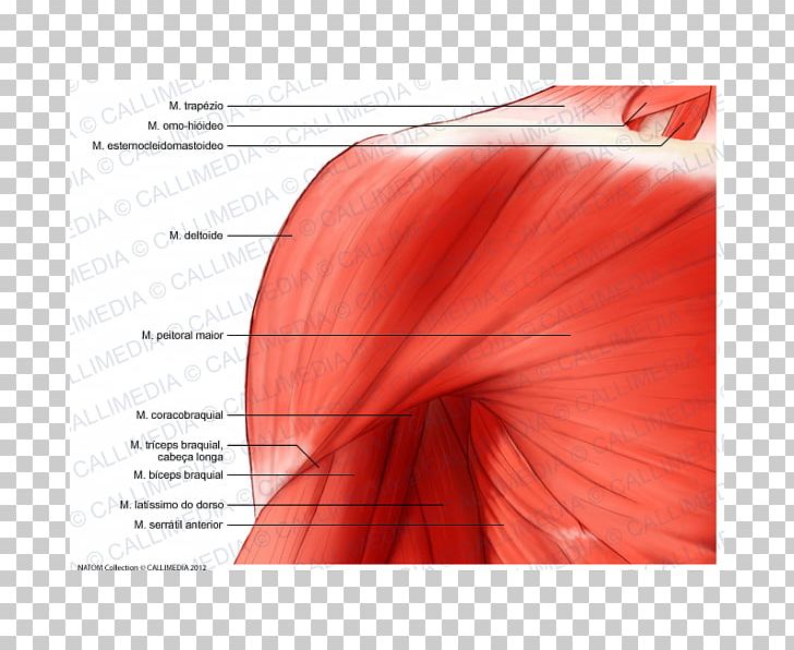Deltoid Muscle Shoulder Coracobrachialis Muscle Anatomy Nerve PNG, Clipart, Anatomy, Angle, Anterior Shoulder, Arm, Coracobrachialis Muscle Free PNG Download