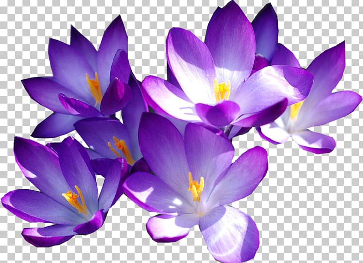 Flower Autumn Crocus Purple Saffron PNG, Clipart, Autumn Crocus, Colchicum Autumnale, Color, Crocus, Cut Flowers Free PNG Download