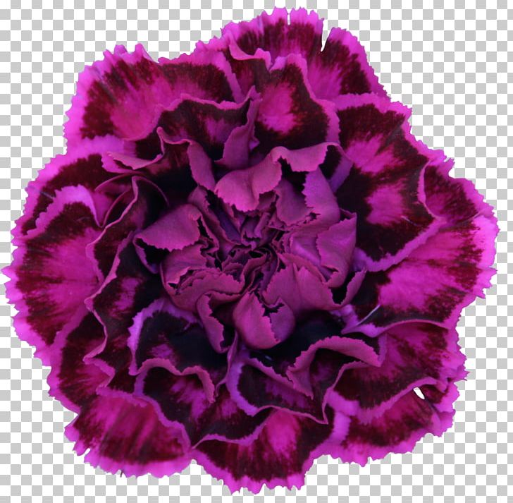 Carnation Flower Violet Purple Dianthus Chinensis PNG, Clipart, Arumlily, Carnation, Cut Flowers, Dianthus Chinensis, Floral Design Free PNG Download