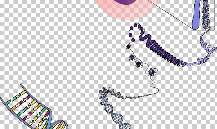 Chromosome DNA Genetics Biology PNG, Clipart, Art, Base Pair, Biology, Body Jewelry, Cell Free PNG Download