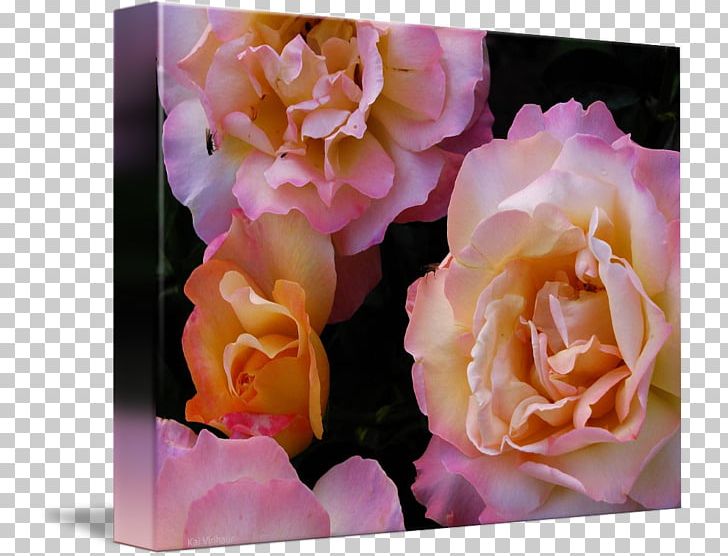 Garden Roses Cabbage Rose Floribunda Floral Design Flower PNG, Clipart, Cut Flowers, Floral Design, Floribunda, Floristry, Flower Free PNG Download