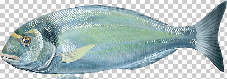 Oily Fish Gilt-head Bream Milkfish Food PNG, Clipart, Animal, Animal Figure, Animals, European Bass, Fauna Free PNG Download
