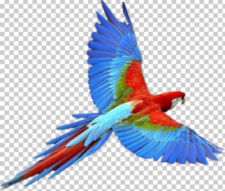 Parrot Bird Flight PNG, Clipart, Animals, Beak, Bird, Birds, Colorful Free PNG Download