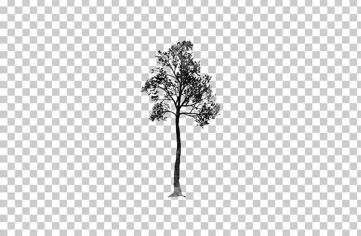Pine Family Leaf Plant Stem Flowering Plant PNG, Clipart, Black And White, Blogger, Branch, Conifer, Crop Free PNG Download