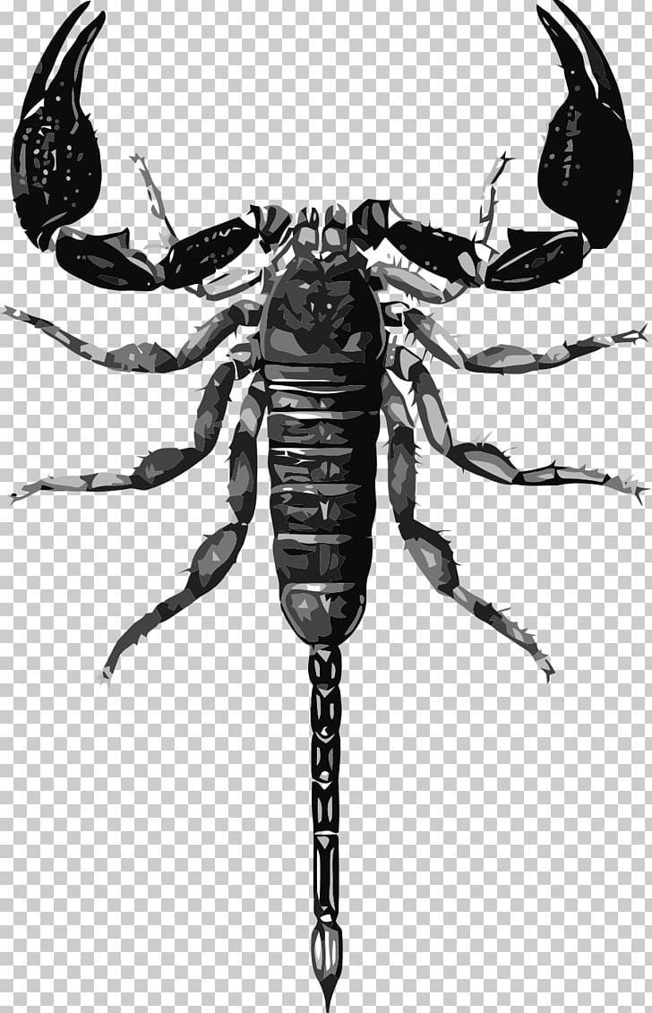 Scorpion Drawing Biological Illustration PNG, Clipart, Animal, Arthropod, Biological Illustration, Black And White, Decapoda Free PNG Download
