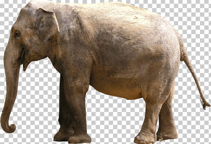 Elephantidae Indian Elephant PNG, Clipart, 3d Computer Graphics, African  Elephant, Desktop Wallpaper, Download, Elephant Free PNG