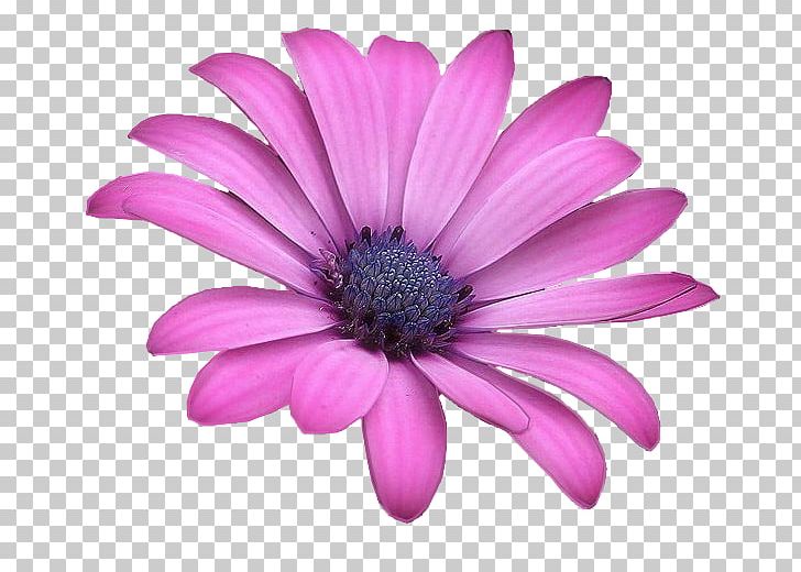 Flower Floral Design Illustration PNG, Clipart, Background, Daisy Family, Floral, Flowering Plant, Flowers Free PNG Download