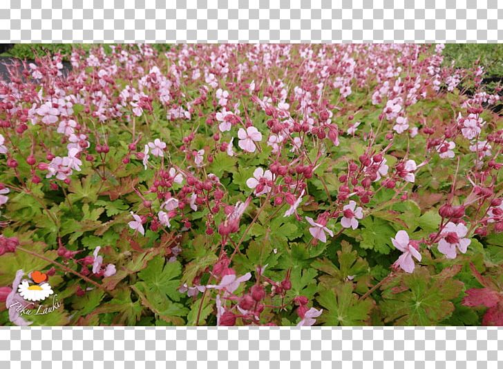 Groundcover Lawn Flowering Plant Annual Plant Shrub PNG, Clipart, Annual Plant, Flora, Flower, Flowering Plant, Geranium Free PNG Download
