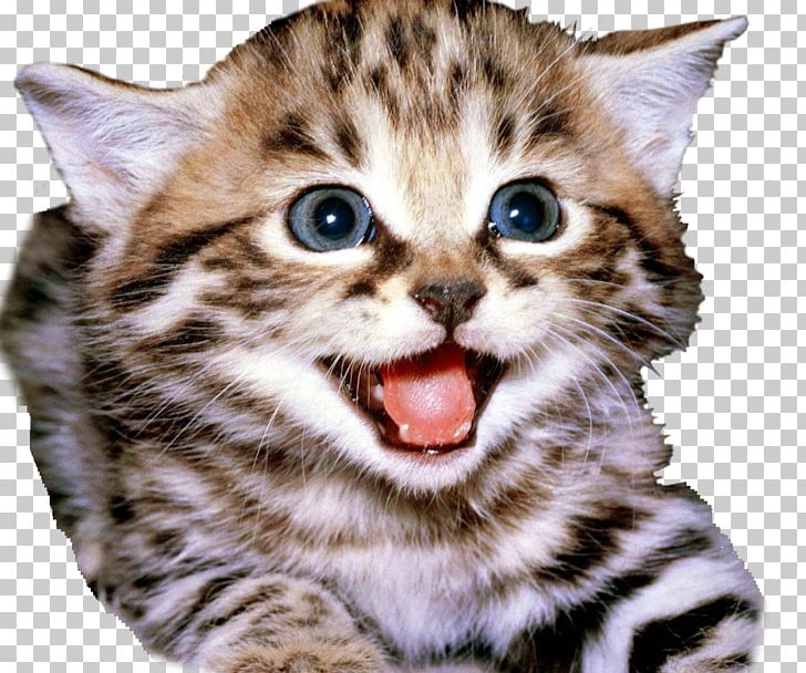 Kitten Lykoi Savannah Cat Manx Cat Bengal Cat PNG, Clipart, American Wirehair, Animals, Asian, Bengal, Bengal Cat Free PNG Download