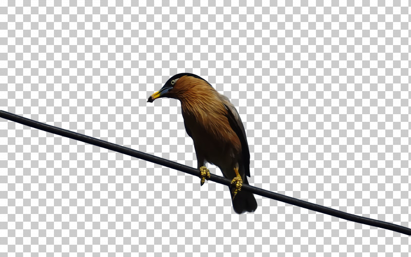Feather PNG, Clipart, Beak, Feather, Finches Free PNG Download