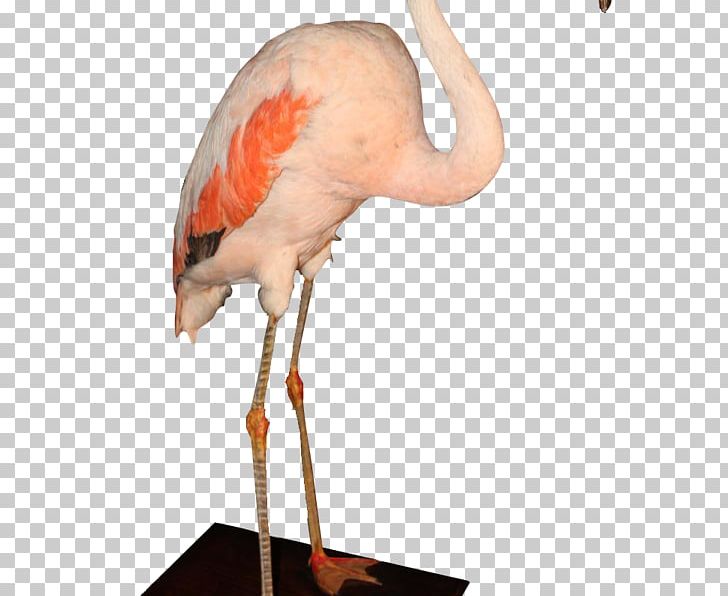 Columnist Socialite Flamingo Divers Photographer Canal+ PNG, Clipart, Beak, Bird, Canal, Candle, Columnist Free PNG Download