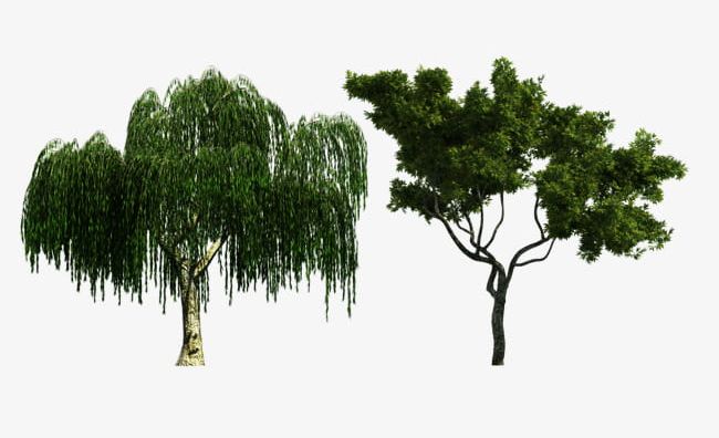 Willow And Eucalyptus Material PNG, Clipart, Big, Big Tree, Eucalyptus, Eucalyptus Vector, Green Free PNG Download