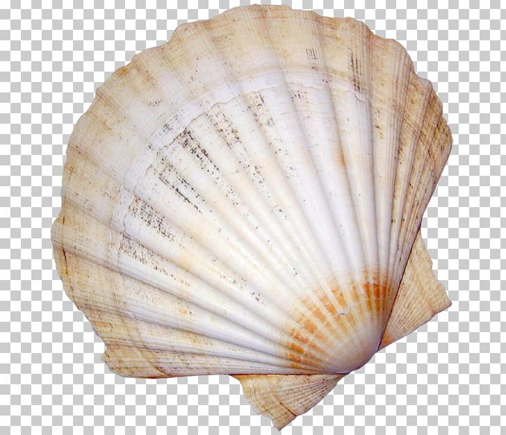 Conchology Cockle Seashell Mollusc Shell PNG, Clipart, Animals, Asi, Clam, Clams Oysters Mussels And Scallops, Cockle Free PNG Download