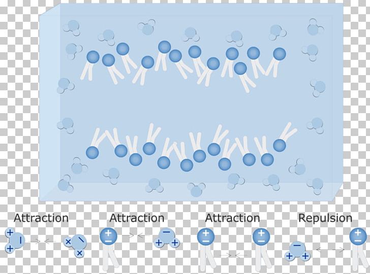 Lipid Bilayer Phospholipid Myelin Cell Membrane PNG, Clipart, Bilayer, Biochemistry, Biological Membrane, Blue, Cell Free PNG Download