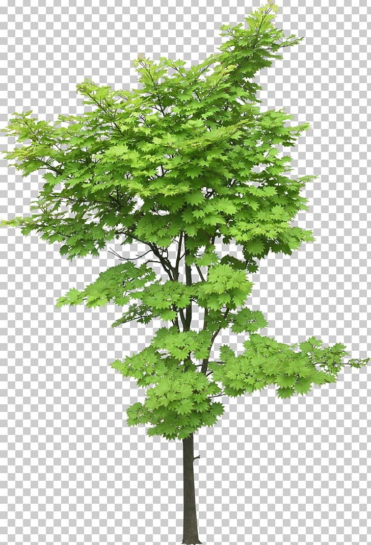 Maple Tree Plant Landscape PNG, Clipart, Aceraceae, Acer Oliverianum Var Nakaharai, Branch, Computer Icons, Evergreen Free PNG Download