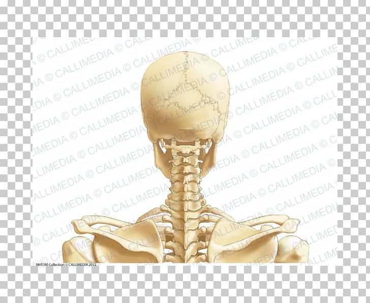 Posterior Triangle Of The Neck Head And Neck Anatomy Vein Cervical Vertebrae PNG, Clipart, Anatomy, Arm, Artery, Blood Vessel, Bone Free PNG Download