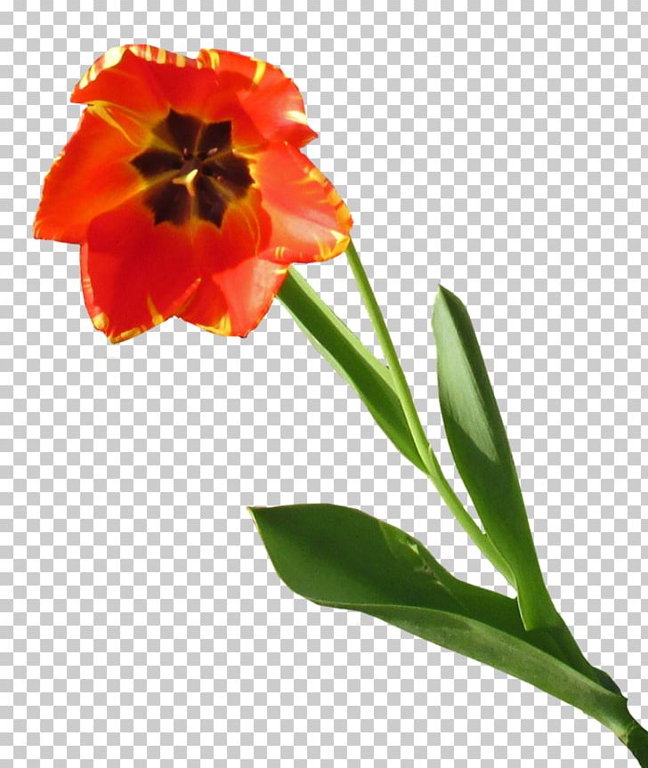 Tulip Cut Flowers Planter Petal PNG, Clipart, Cut Flowers, Flower, Flowering Plant, Flowers, Lily Family Free PNG Download