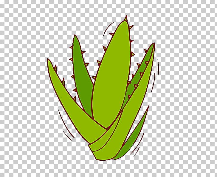 Aloe Vera Leaf Aloe Africana Illustration PNG, Clipart, Agave, Aloe, Aloe Africana, Aloe Plant, Aloe Vera Free PNG Download
