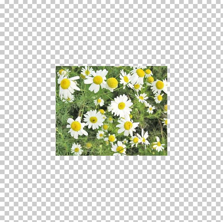 German Chamomile Roman Chamomile Plant Herb PNG, Clipart, Annual Plant, Chamaemelum Nobile, Chamomile, Chrysanths, Daisy Free PNG Download