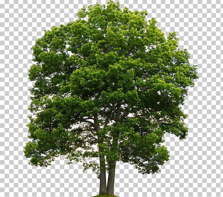 Quercus Suber Tree Northern Red Oak National Hardwood Lumber Association PNG, Clipart, Branch, Evergreen, Floor, Fraxinus Americana, Hardwood Free PNG Download