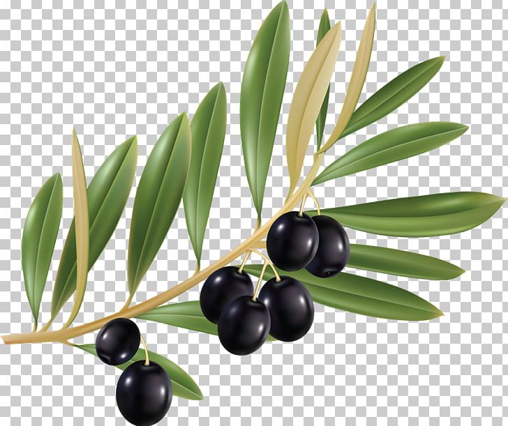 Olive Leaf Portable Network Graphics Olive Oil PNG, Clipart, Ace, Bilberry, Computer Icons, Drawing, Food Free PNG Download