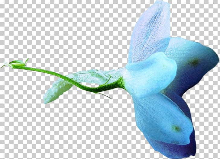 Flower Blue Pollinator PNG, Clipart, Blue, Color, Flower, Mammal, Marine Mammal Free PNG Download